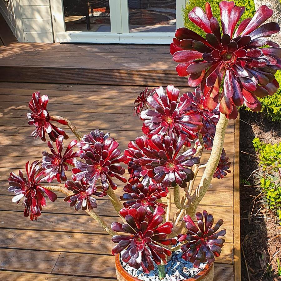 Bugle Eden'S Rest Bed And Breakfast מראה חיצוני תמונה